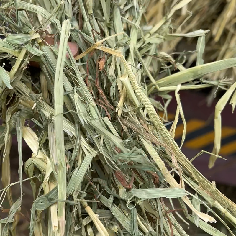 燕麦草八成绿水分低霍灵河发货