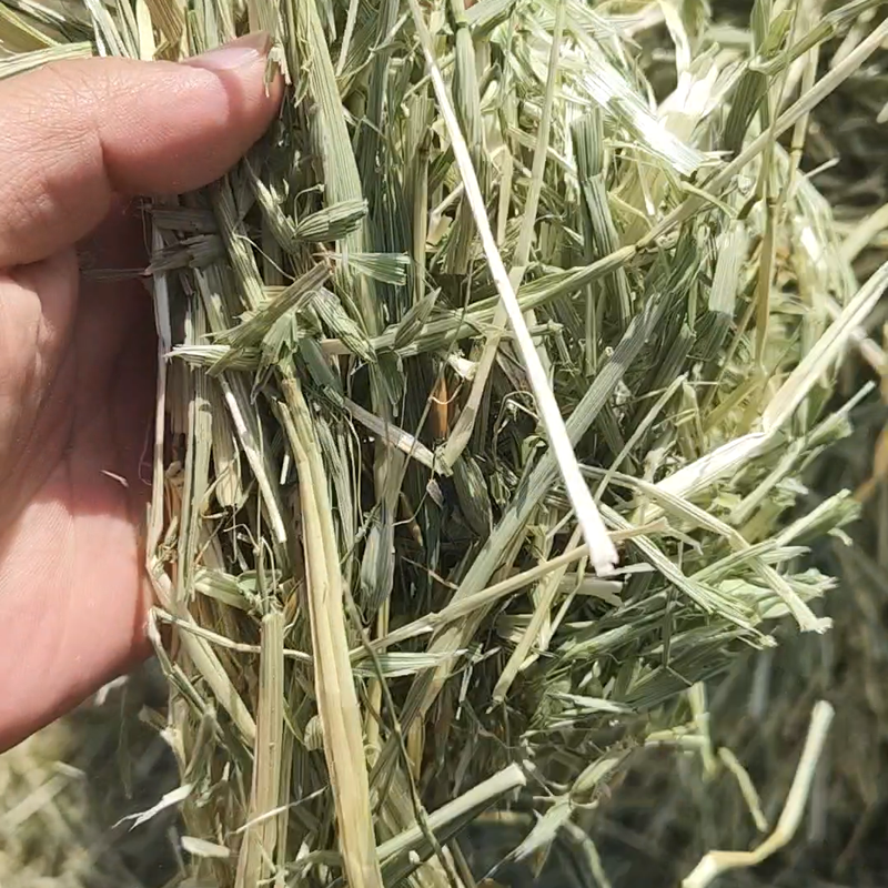 燕麦草八成绿水分低霍林河发货
