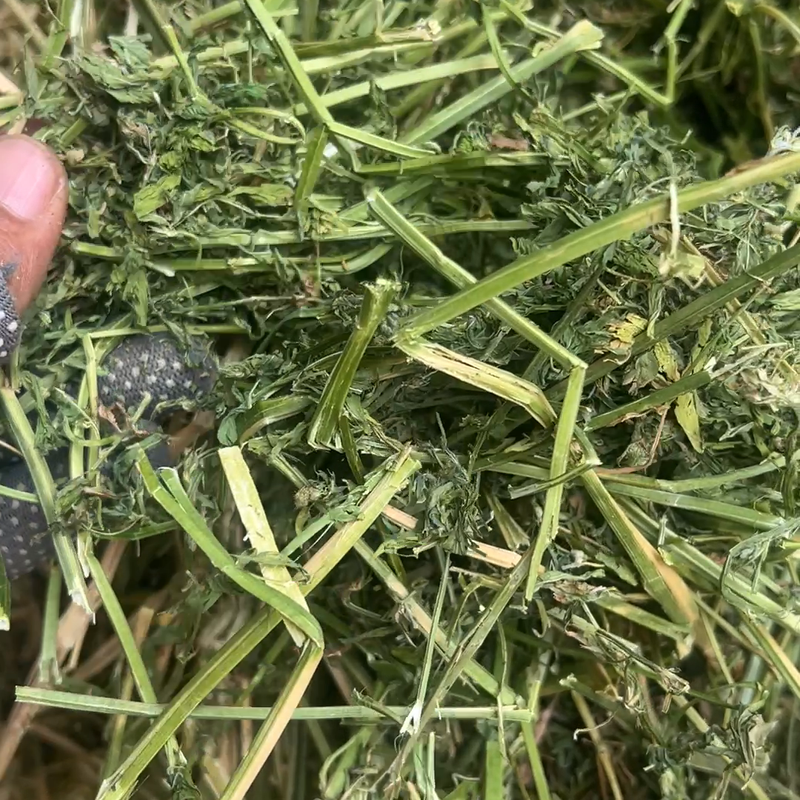 苜蓿草8成绿水分14灰分10鄂前旗发货现货