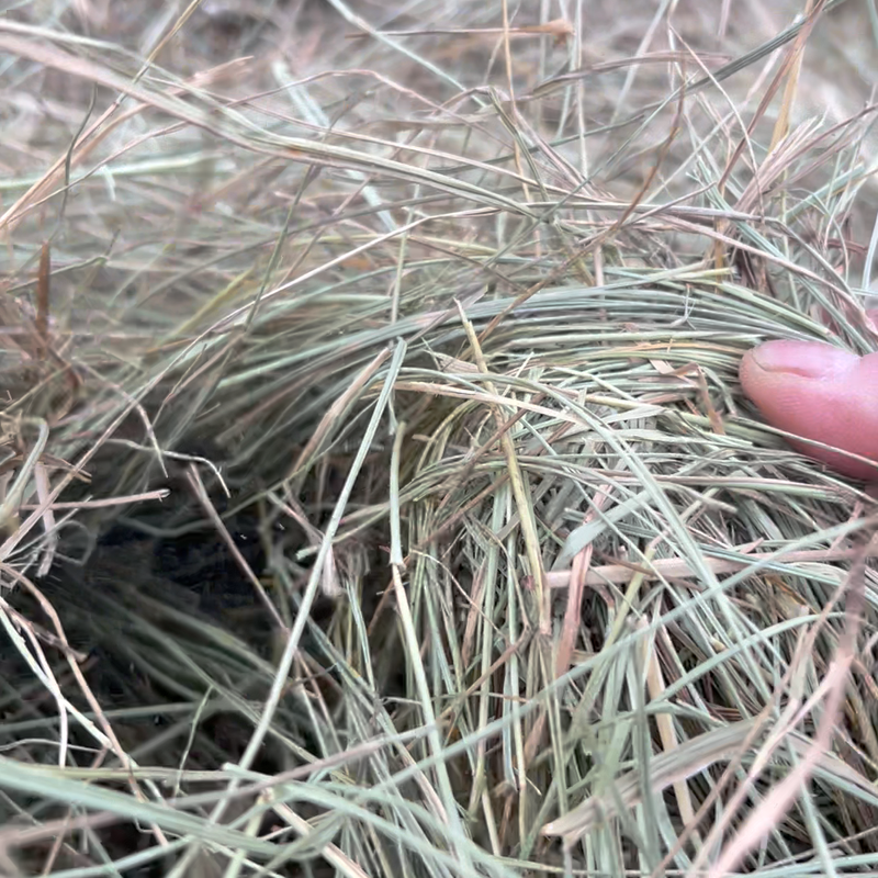 羊草高碱草率水分14灰分10肇东发货现货