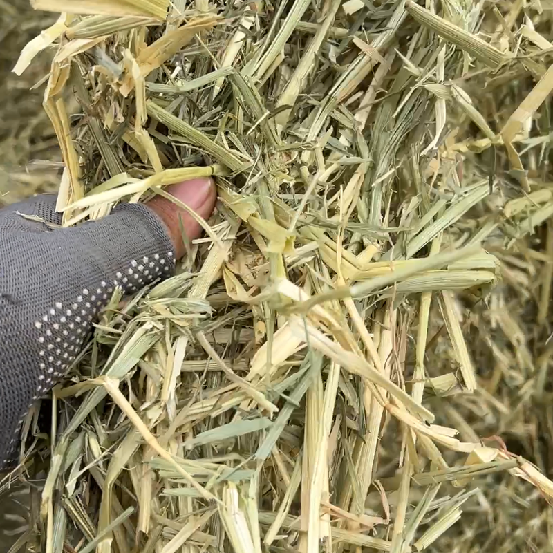燕麦草八成绿乌拉盖现货