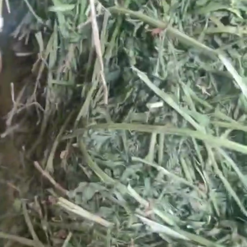 鄂前旗天牧草业