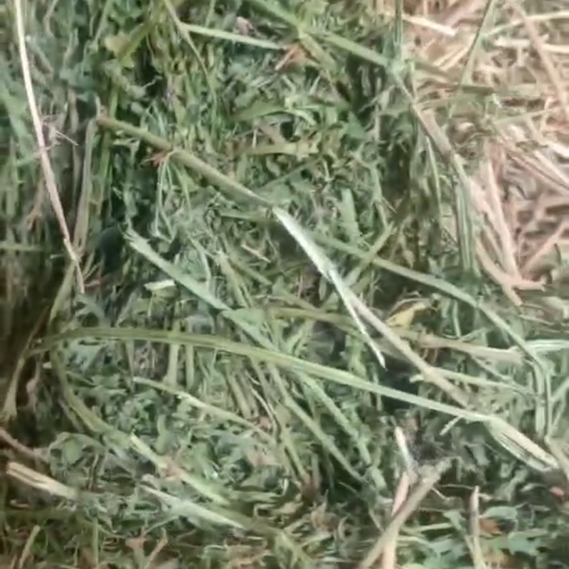 鄂旗丰茂草业