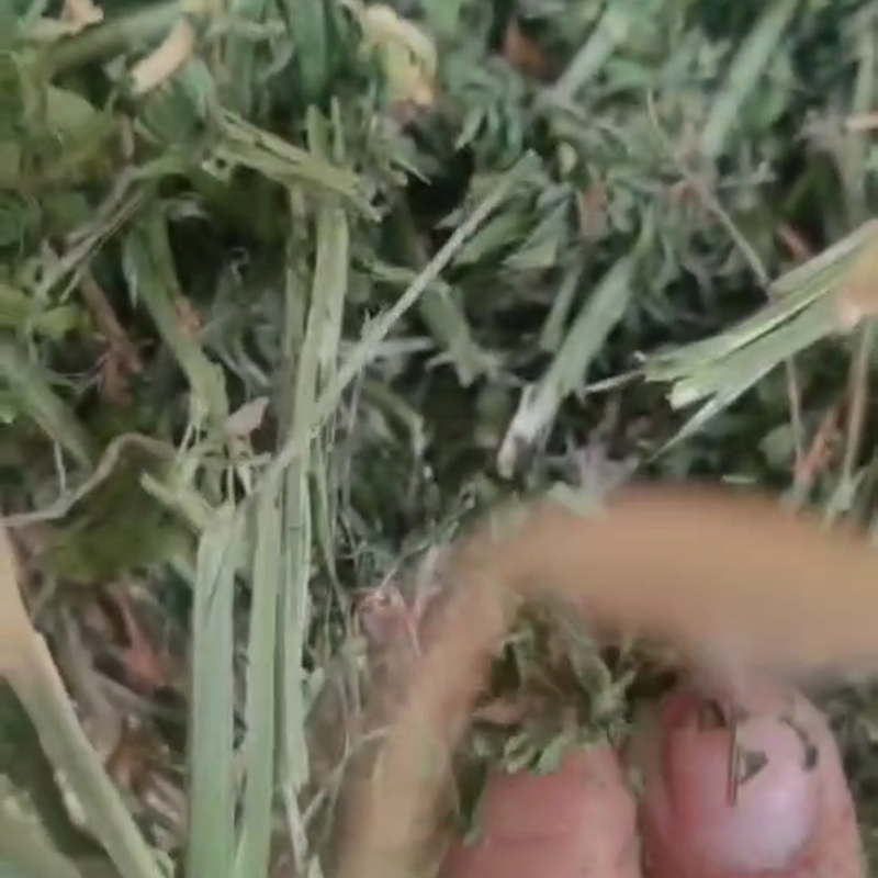 鄂旗丰茂草业