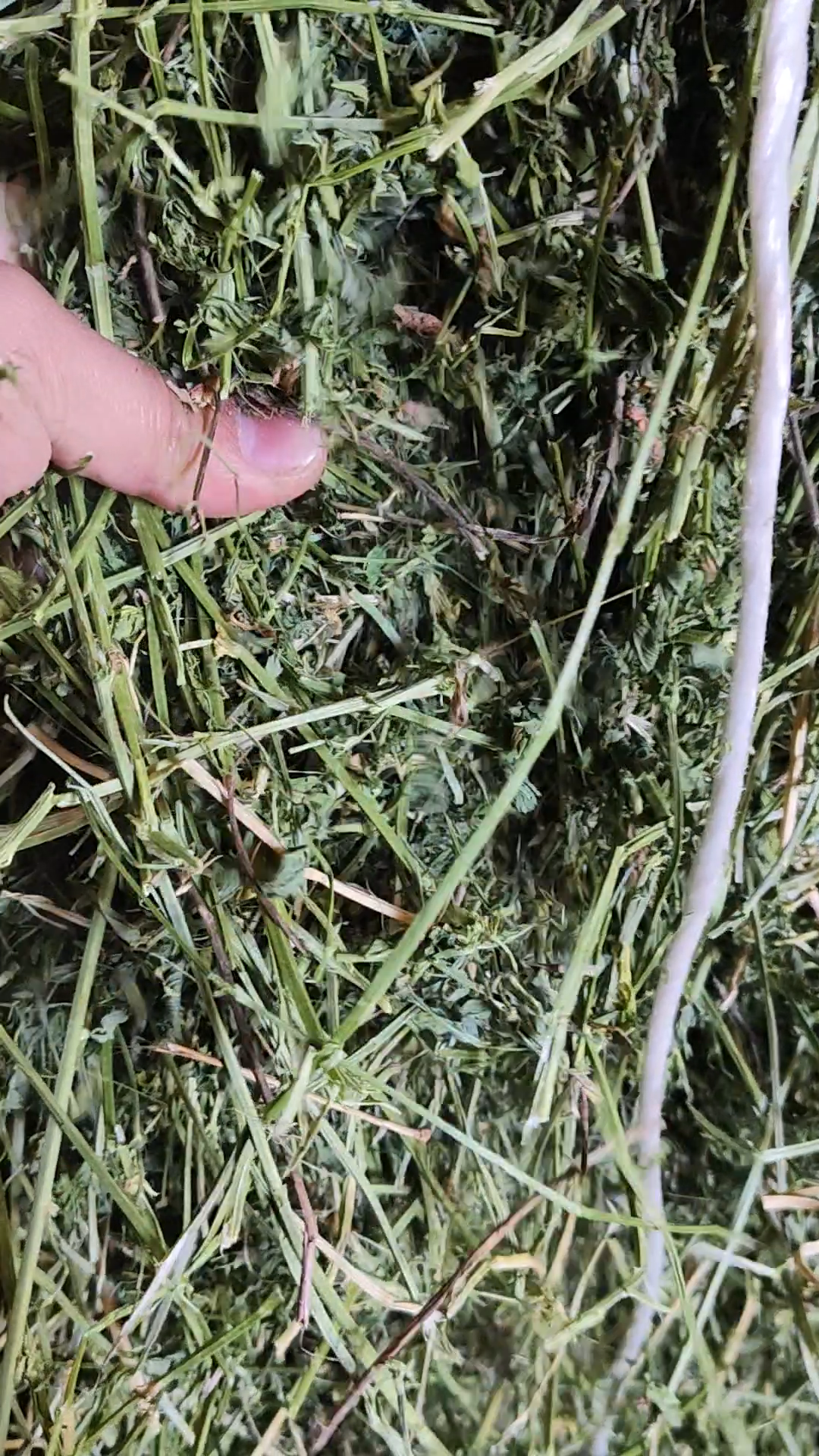 绿色正北方牧草