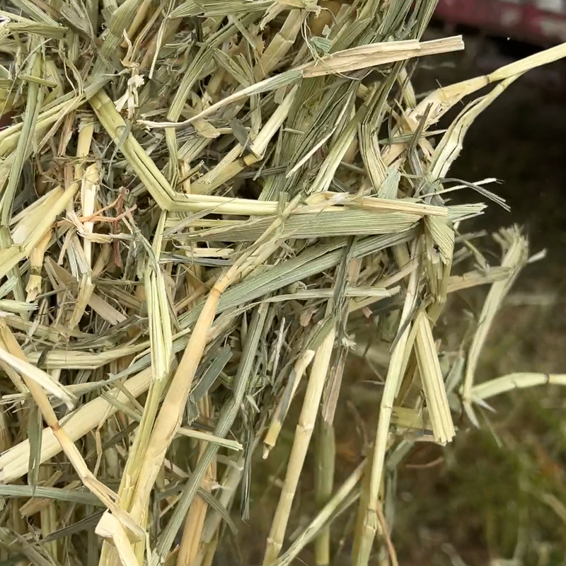山丹绿野牧草供应