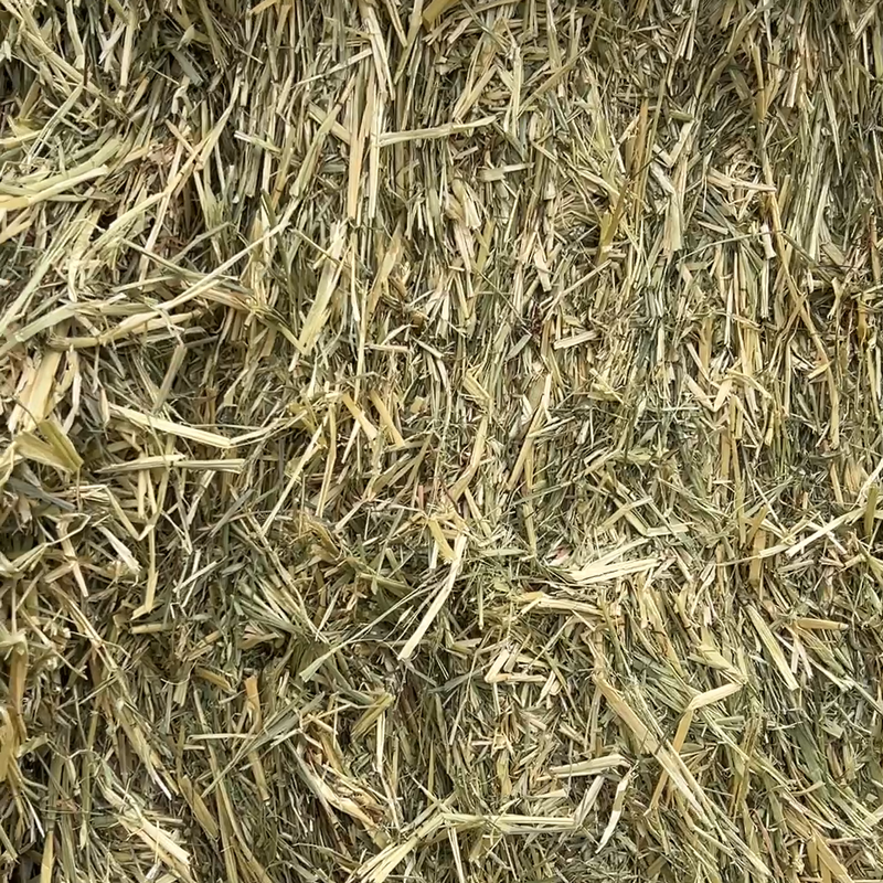 山丹绿野牧草供应