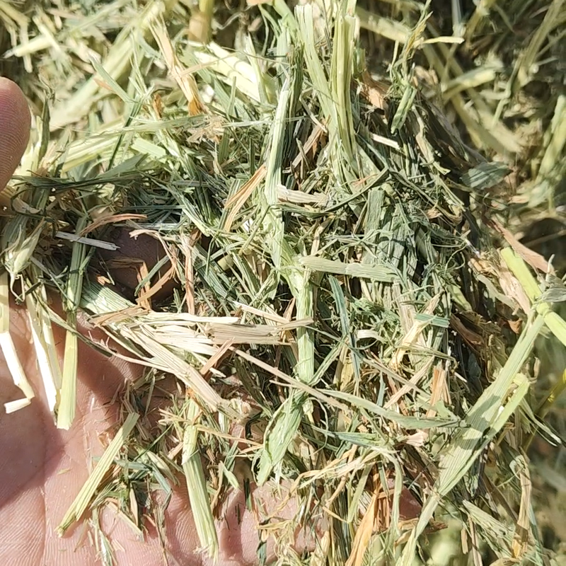 张北禾润牧草公司